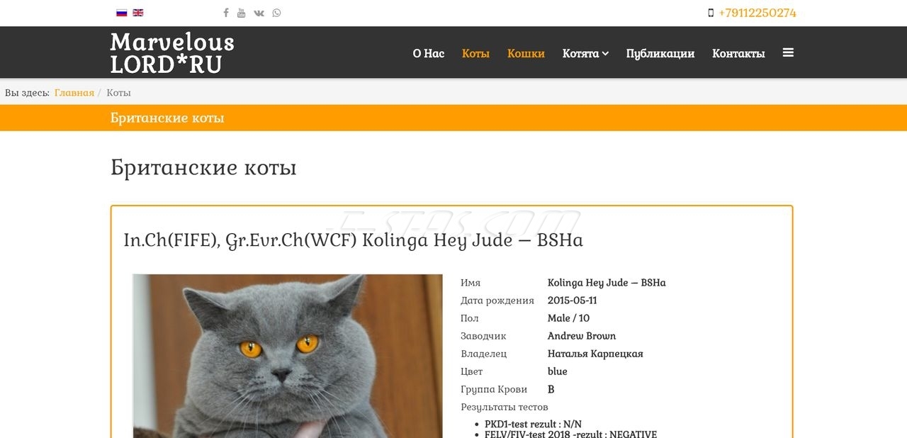 Питомник кошек «Британская короткошерстная» - страница Коты Питомник кошек «Британская короткошерстная» - страница Коты
