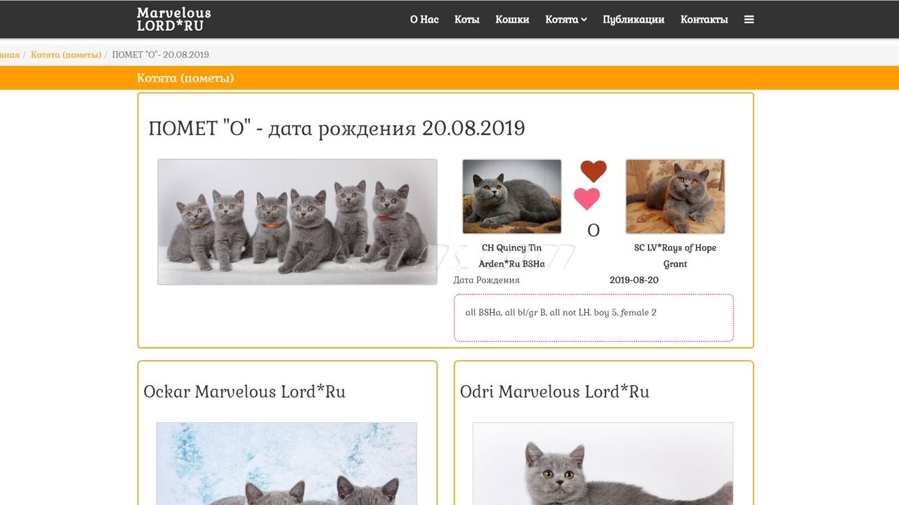 Питомник кошек «Британская короткошерстная» - страница Помет Питомник кошек «Британская короткошерстная» - страница Помет